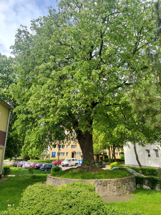 Lublin ma nowe pomniki przyrody. Kilka drzew objętych ochroną