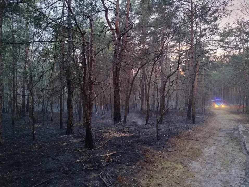 Pożar lasu w powiecie puławskim
