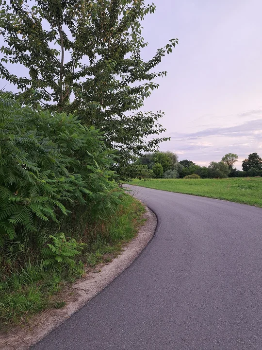 Zarośnięte pobocza przy drodze gminnej w Wólce Komaszyckiej