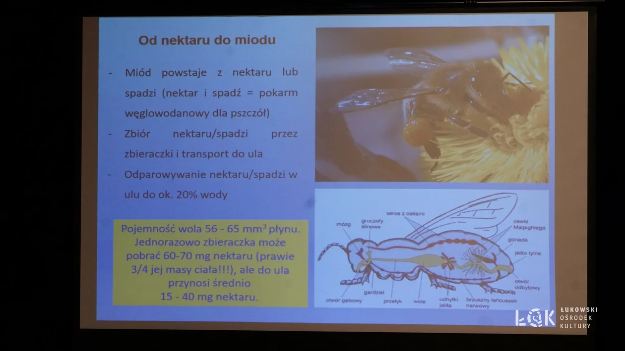 Seniorzy na wykładzie „Produkty pszczele dla zdrowia i urody”