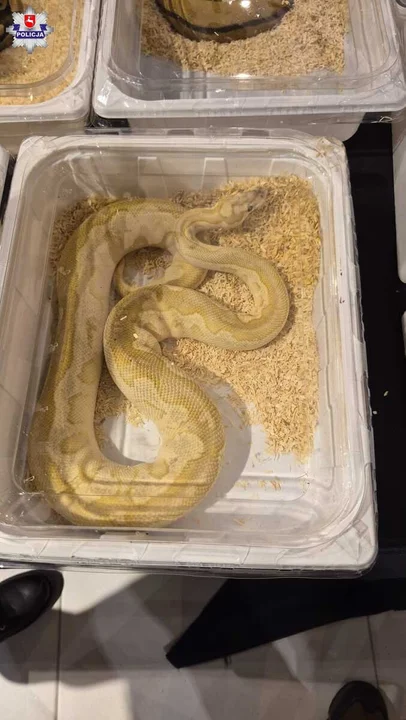 Nielegalny handel na targach zwierząt w Lublinie. Policja przejęła kameleony i węże