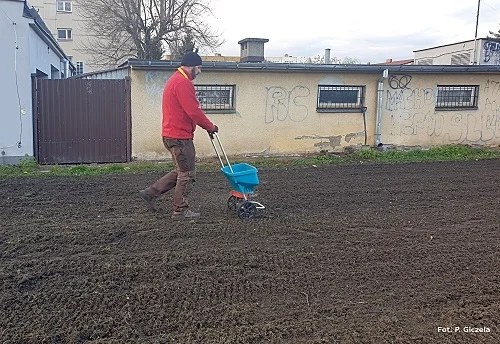 Łąka kwietna przy Szkole Podstawowej nr 4 w Łukowie