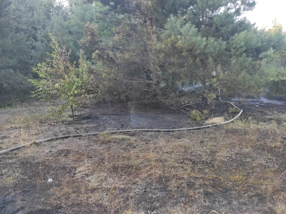 Pożar lasu przy drodze na Jamielne