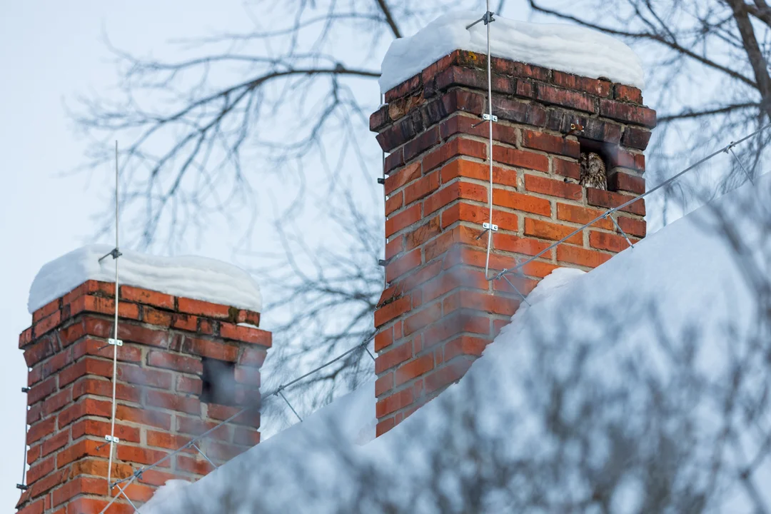 Tajemniczy lokator zamieszkał na Roztoczu - Zdjęcie główne