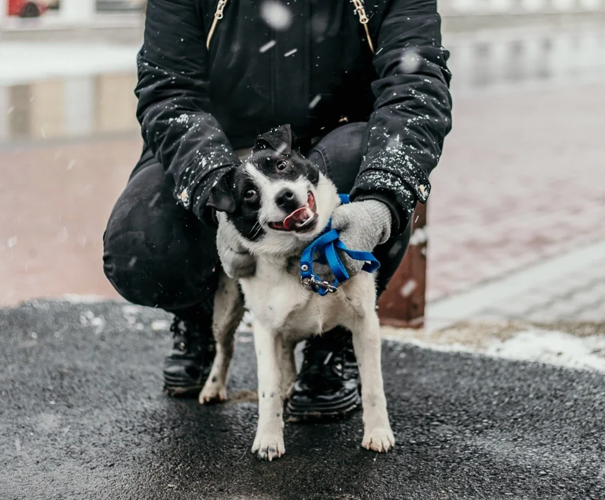 Milejów: Pieski i kotek z przytuliska potrzebują jedynie kogoś, kto je pokocha [ZWIERZĘTA DO ADOPCJI] - Zdjęcie główne