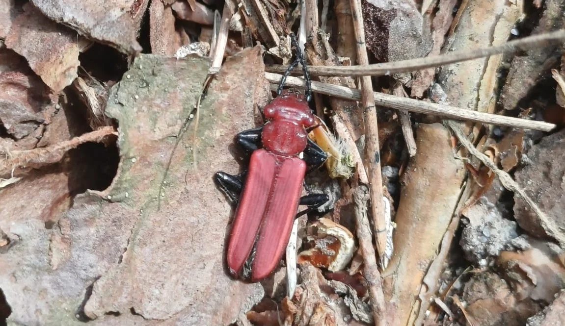 Zgniotek RPN