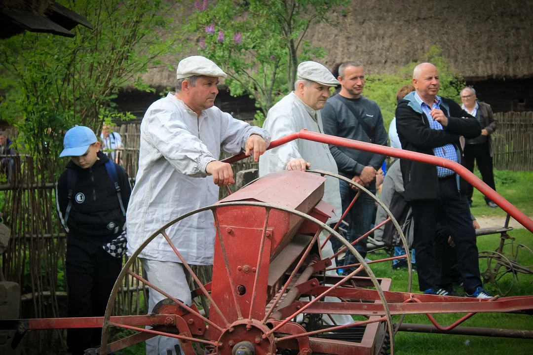 Pokaz wiosennych prac polowych w skansenie (ZDJĘCIA) - Zdjęcie główne