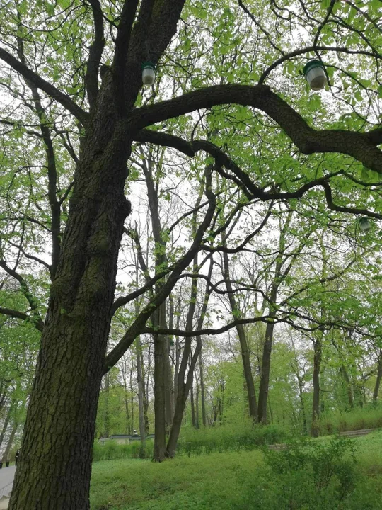 Lublin: Tajemnicze pułapki pojawiły się na drzewach. Po co?