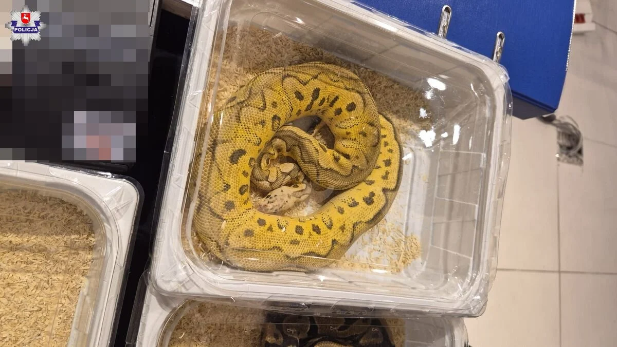 Nielegalny handel na targach zwierząt w Lublinie. Policja przejęła kameleony i węże