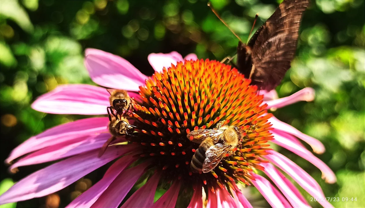 „Ziemia Łukowska – miejsce przyjazne pszczołom”