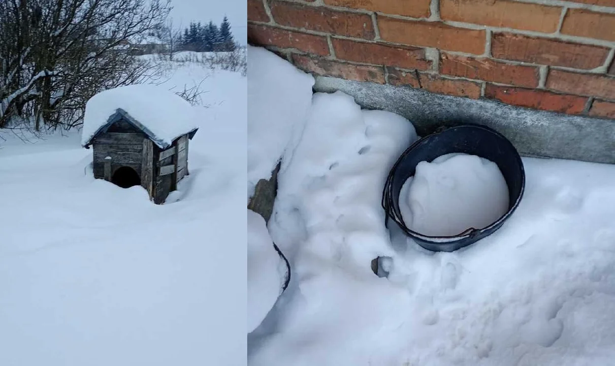 52-latek odpowie za znęcanie się nad zwierzętami - Zdjęcie główne