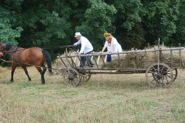 Żniwa w Bronicach