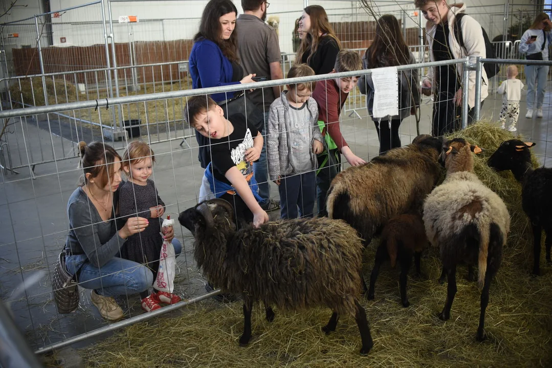 ZOO Park w Targach Lublin. Alpaki, króliki, kraby i osiołki [ZDJĘCIA] - Zdjęcie główne