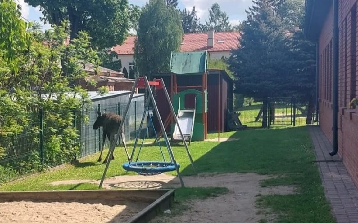 Łoś na ulicach Zamościa. Zwierzę musieli uśpić - Zdjęcie główne
