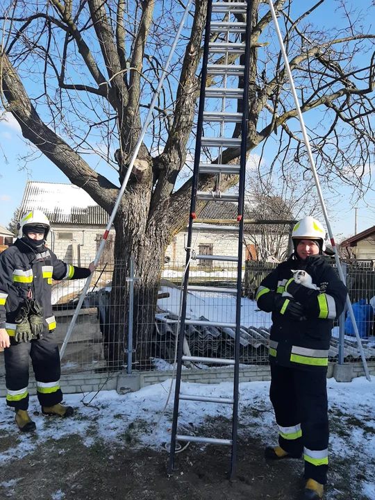 Strażacy zdjęli kota z drzewa. Nie potrafił sam zejść. - Zdjęcie główne