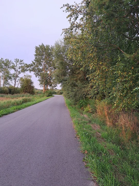 Zarośnięte pobocza przy drodze gminnej w Wólce Komaszyckiej