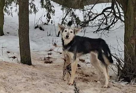 Lubelskie: Małżeństwo zgotowało piekło 16 psom. Zaniedbane, wygłodzone i w fatalnych warunkach - Zdjęcie główne