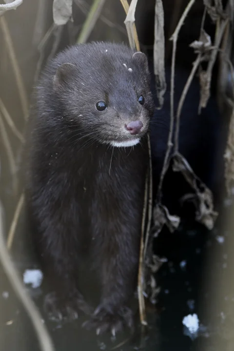 Ten niewinnie wyglądający futrzak jest w naszym kraju istną plagą