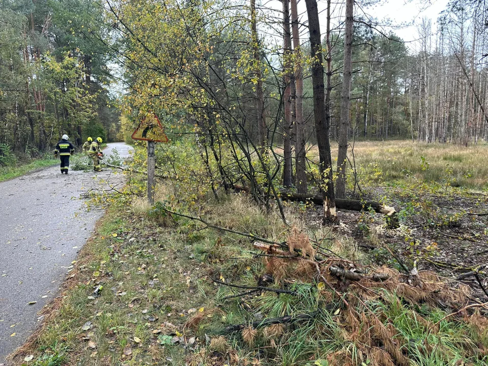 Strażacy z Krzywdy usunęli z drogi powalone drzewo - Zdjęcie główne