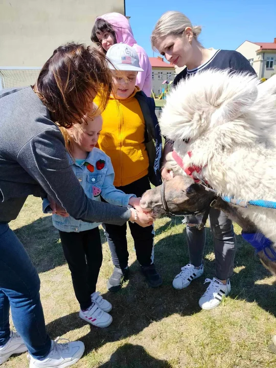 Alpaki w Zespole Placówek w Łukowie