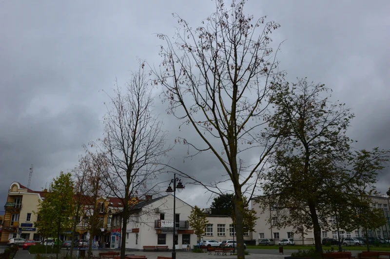 Lipy, które miały zazielenić miejski Rynek, usychają - Zdjęcie główne