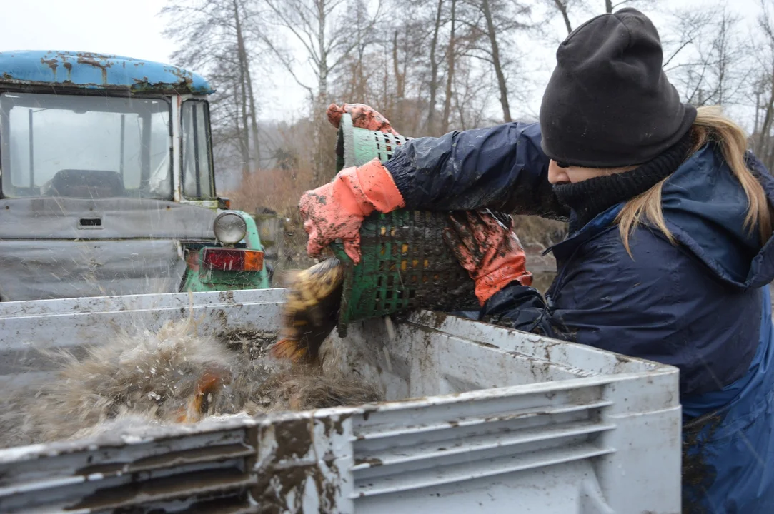 Gospodarstwo rybackie "Karp z Borowa"