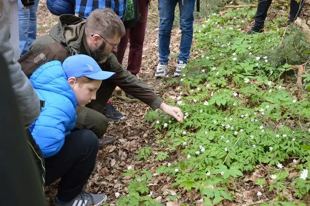 Kluczkowice: Ruszają Dni Zawilca (PROGRAM) - Zdjęcie główne