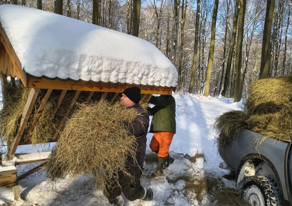 Zima uderzyła bez litości. Myśliwi z Zamościa ruszyli (foto) - Zdjęcie główne