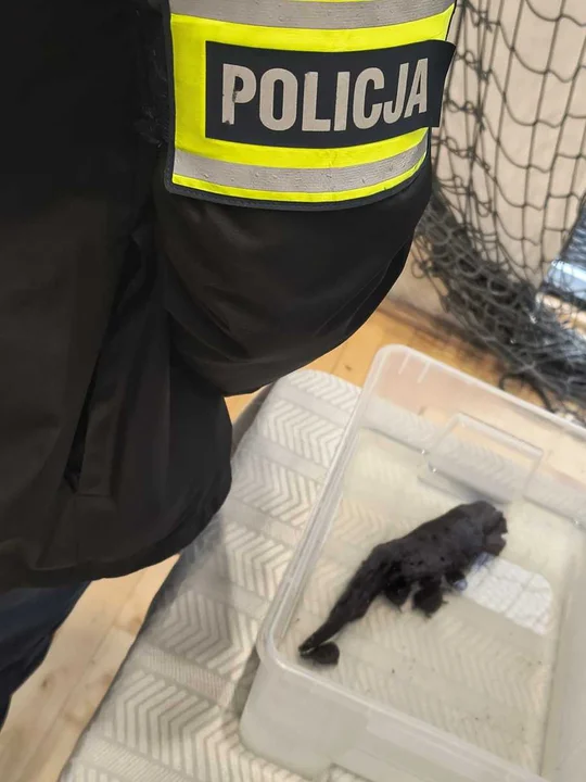 Żółwie, kameleony i pytony w rękach służb. Nielegalny handel na targach w Lublinie