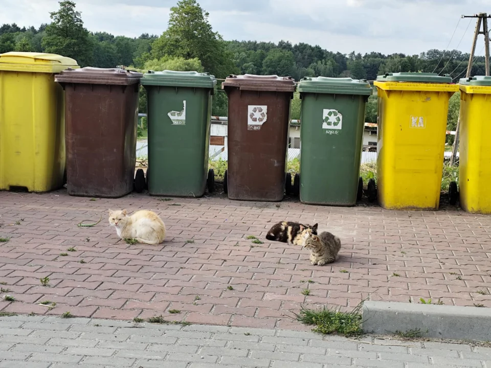 Mazanów: Mają już dość kociego sąsiedztwa (ZDJĘCIA) - Zdjęcie główne