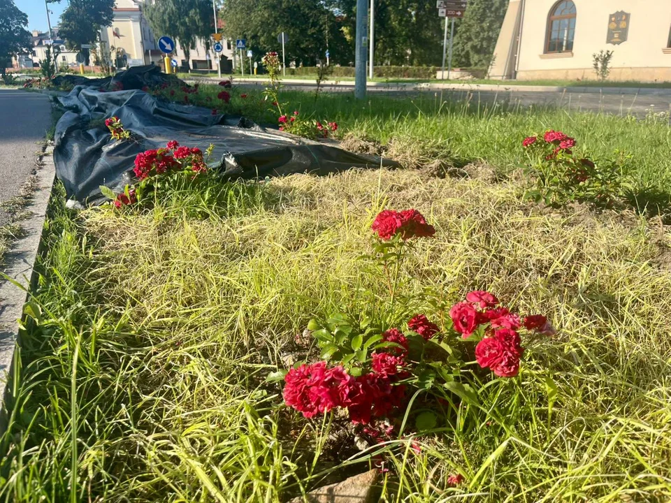 Róże Zamość