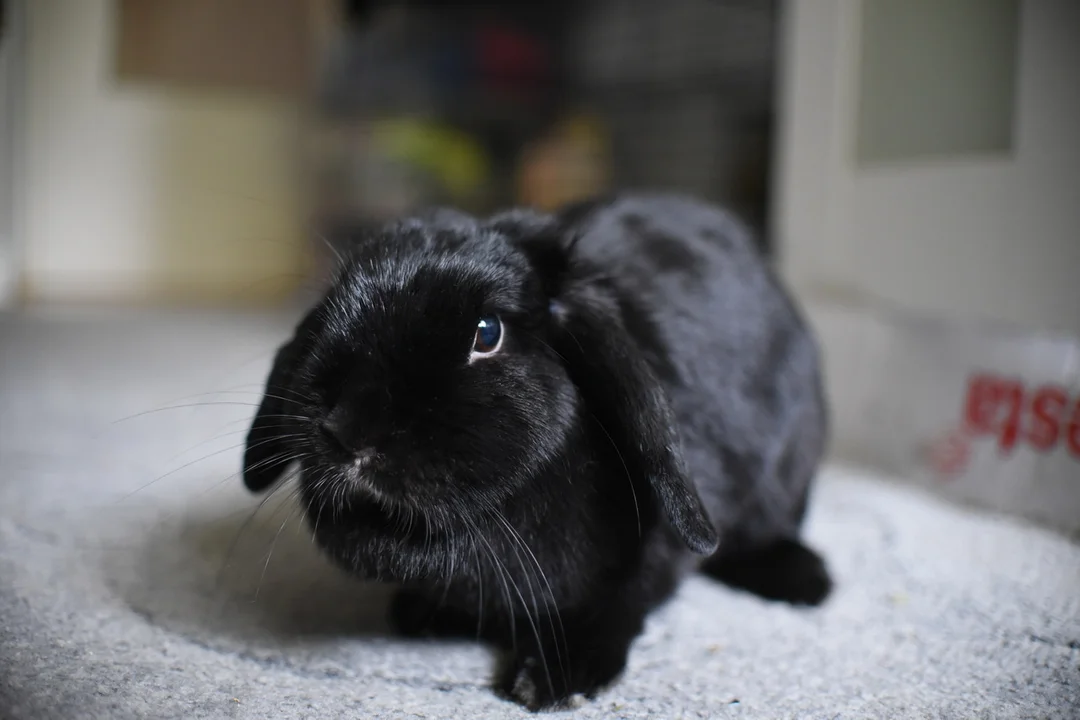 Mini Lop Chloe