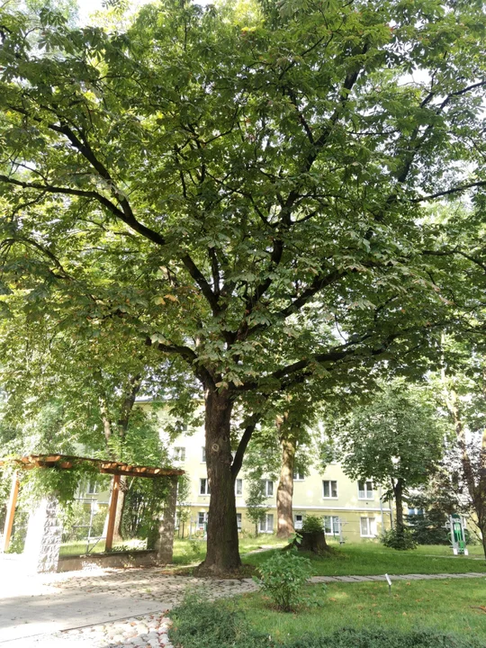 Lublin ma nowe pomniki przyrody. Kilka drzew objętych ochroną