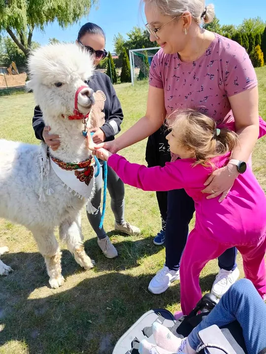 Alpaki w Zespole Placówek w Łukowie