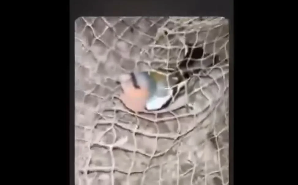 Województwo lubelskie: Nastolatkowie ugotowali ptaka żywcem. Nagranie z tego trafiło do internetu