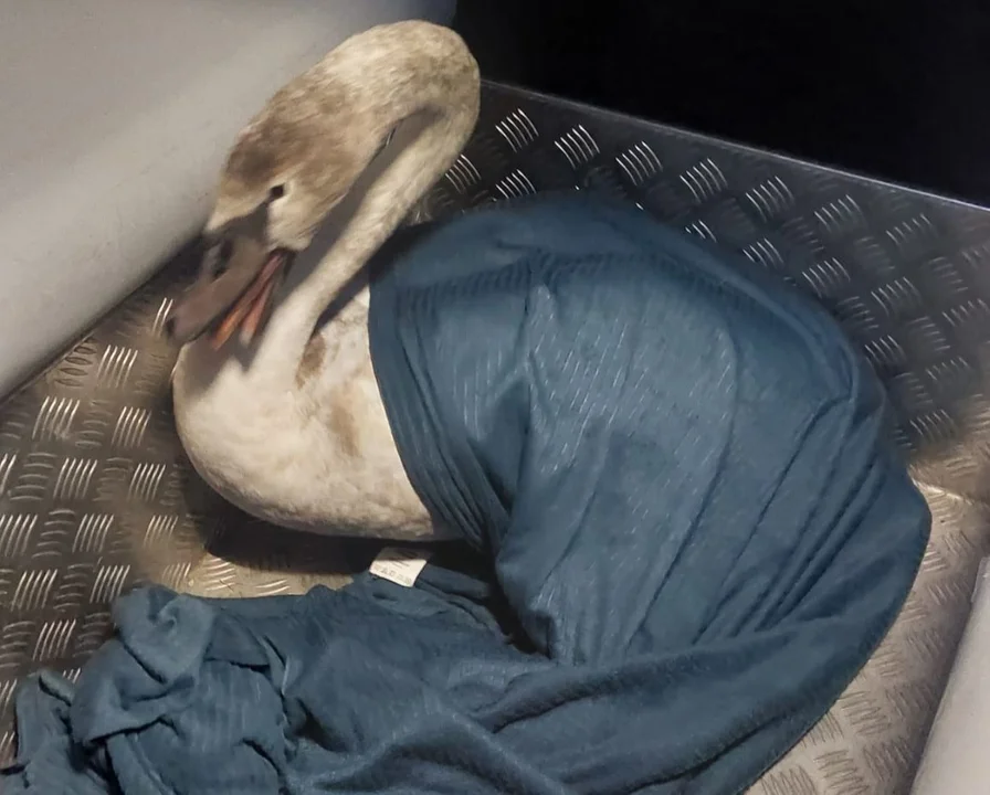 Lubelskie: Nietypowa sytuacja. Na środku jezdni stał wystraszony łabędź