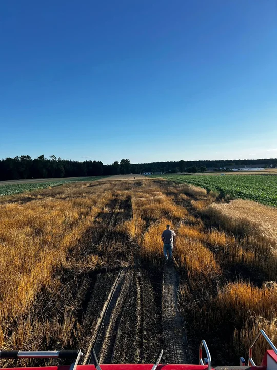 Pożar zboża w Czarnej