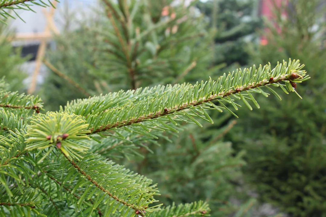 Sprzedaż choinek w Łukowie