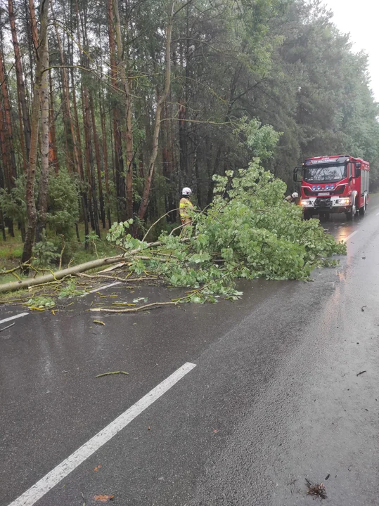 Złamane  drzewo  pomiędzy miejscowościami Adamów - Krzywda