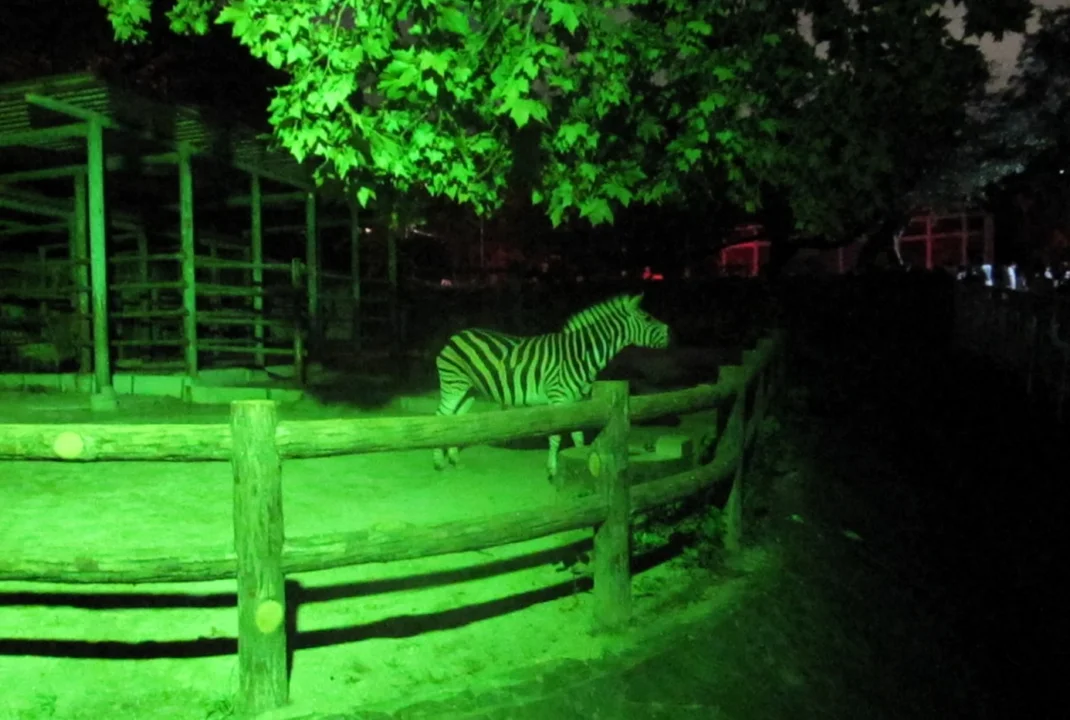 ZOO noc