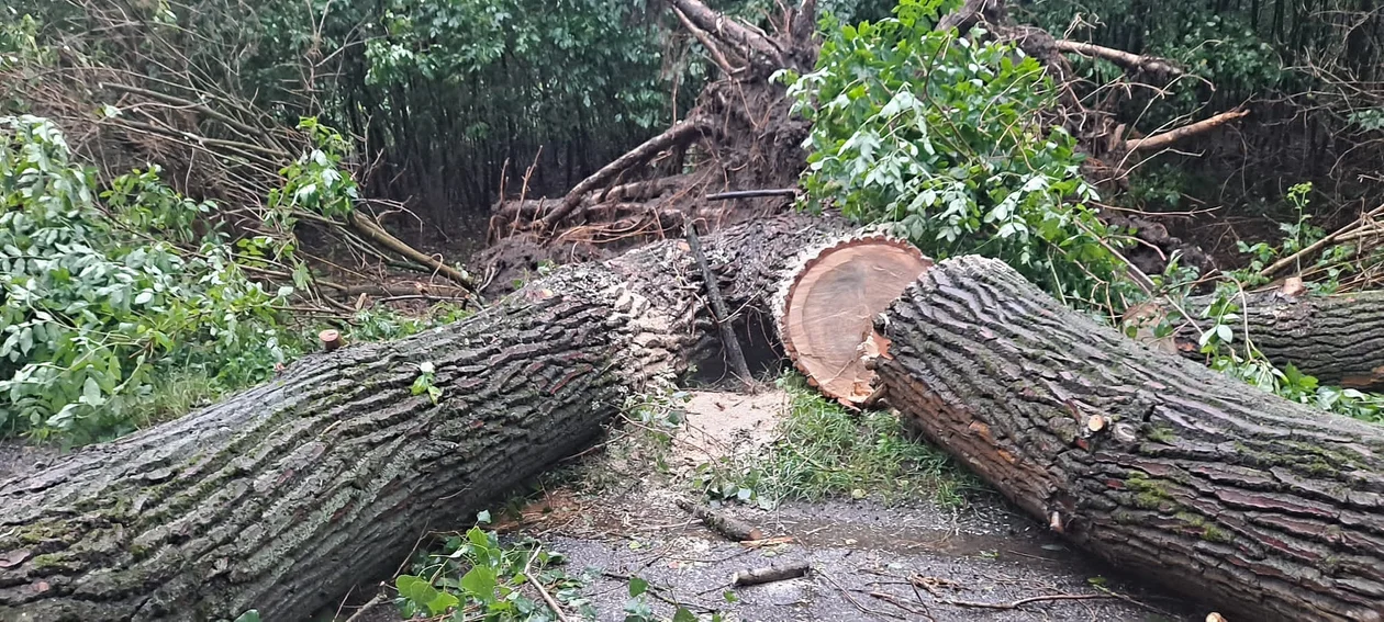 Strażacy z Charlejowa usuwali powalone drzewa