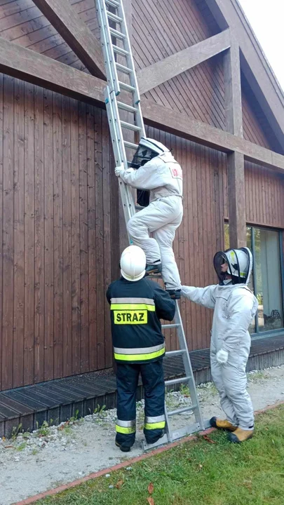 Strażacy usunęli  gniazda owadów w Żdżarach i ze szkoły w Łukowie - Zdjęcie główne