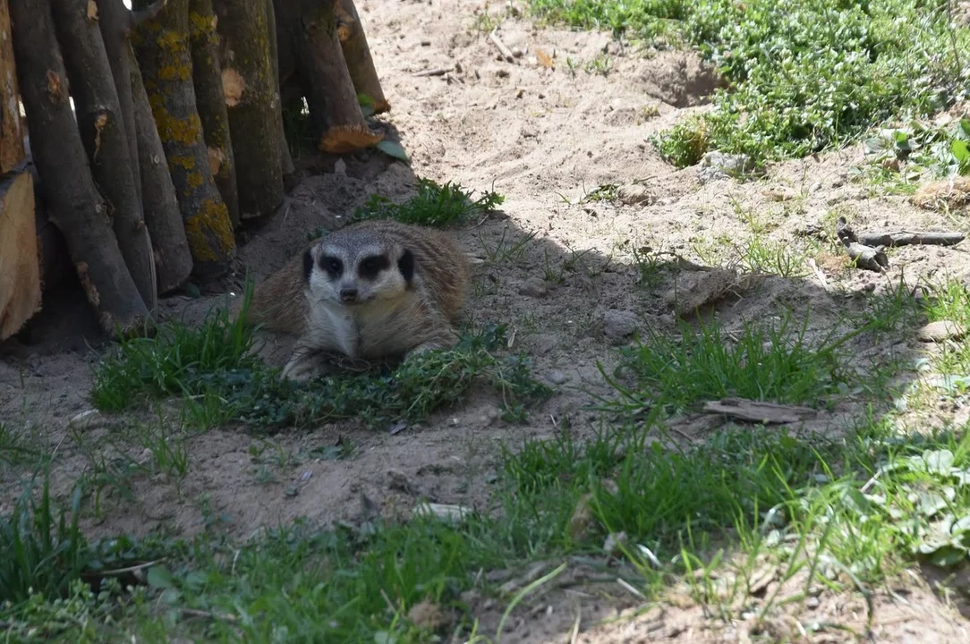 ZOO Zamość