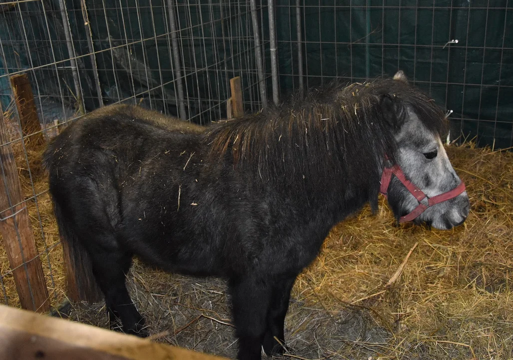 Górki: Ta piękna tradycja sięga roku 2013 - Zdjęcie główne