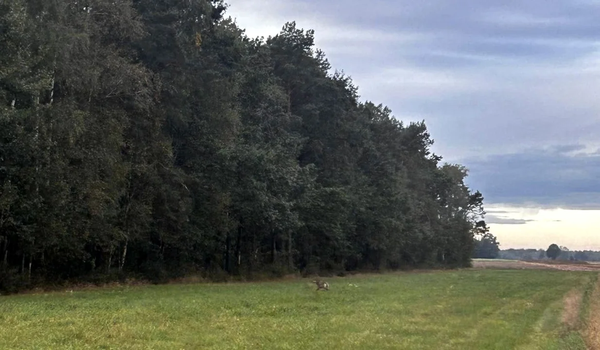 Wilki po raz kolejny widziane w powiecie łukowskim. Złapane na zdjęciach - Zdjęcie główne