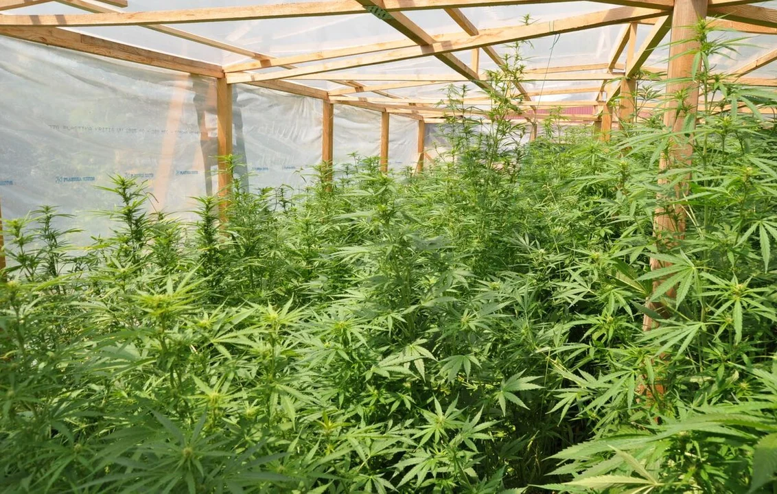 Plantacja konopii w Turobinie - zatrzymanie 3 osób