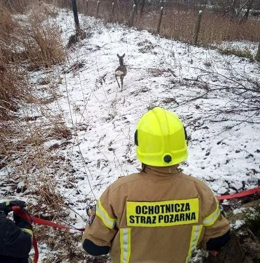 Strażacy wyciągnęli sarnę ze studni. Zwierzę przeżyło.