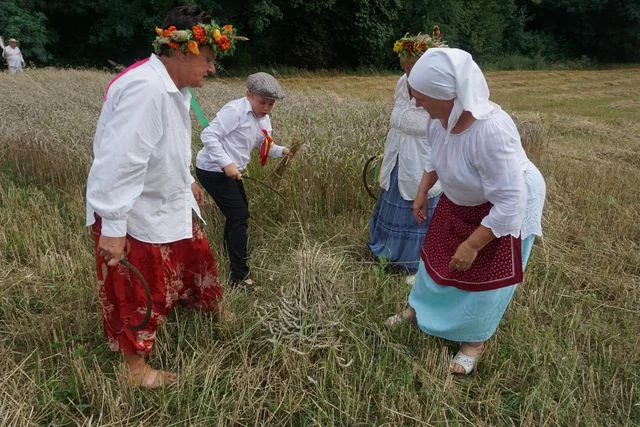 Żniwa w Bronicach