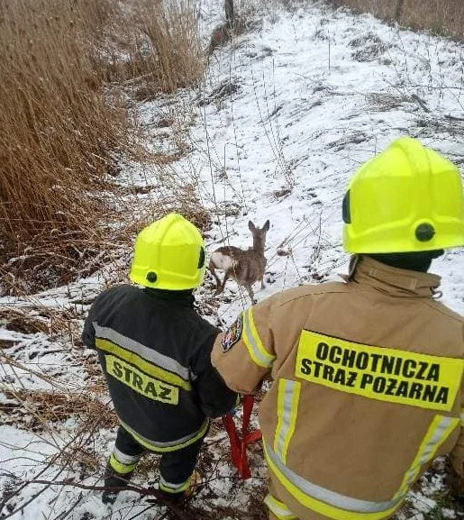 Strażacy wyciągnęli sarnę ze studni. Zwierzę przeżyło.