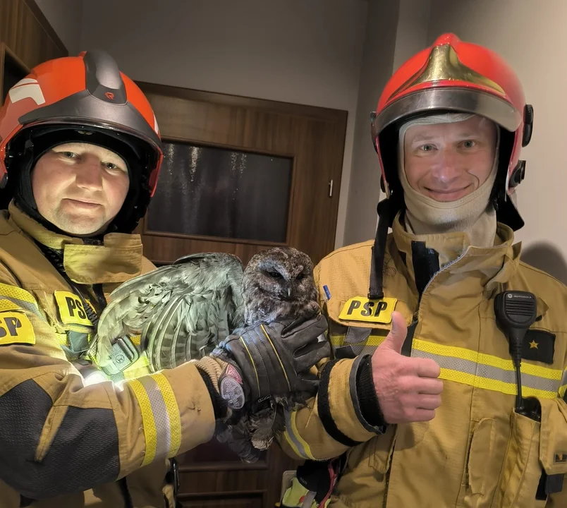 PSP Biłgoraj: akcja sowa